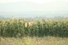 loviste-nisava-05_t1.jpg