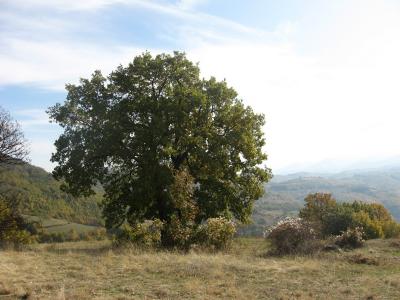 Lovište "Nišava"
