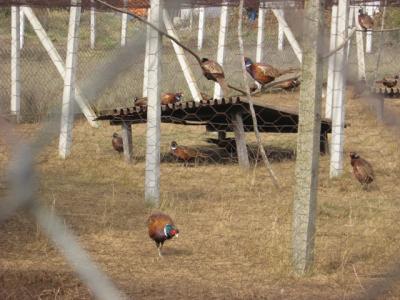 prihrana-uzgoj-49.jpg