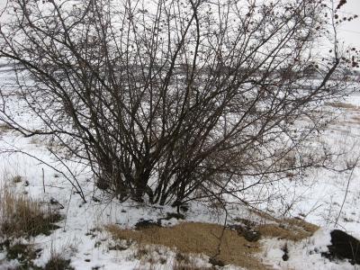 prihrana-uzgoj-69.jpg