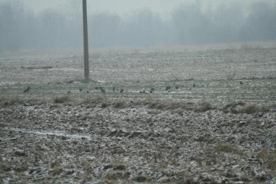 Divljač u lovištu "Nišava"