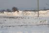 Kliknite za pregled divljac-u-lovistu-nisava-34_t1.jpg