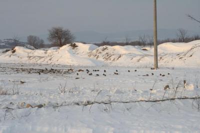Divljač u lovištu "Nišava"