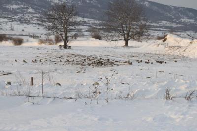 Divljač u lovištu "Nišava"