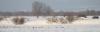 Kliknite za pregled divljac-u-lovistu-nisava-69_t1.jpg