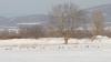 Kliknite za pregled divljac-u-lovistu-nisava-72_t1.jpg