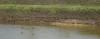 divljac-u-lovistu-nisava-80_t1.jpg