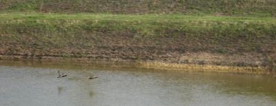 Divljač u lovištu "Nišava"