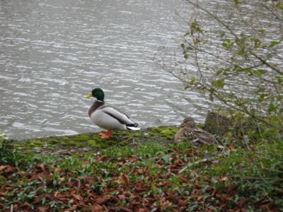 Divljač u lovištu "Nišava"